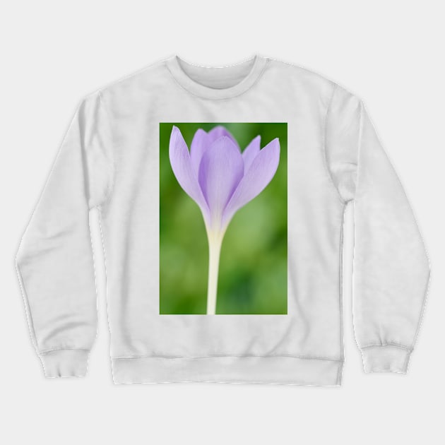 Crocus goulimyi   AGM  Autumn flowering crocus Crewneck Sweatshirt by chrisburrows